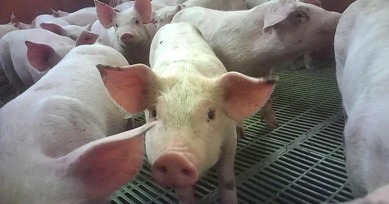 Meat firm pledges £40m to improve pig welfare after 'appalling' animal cruelty videos