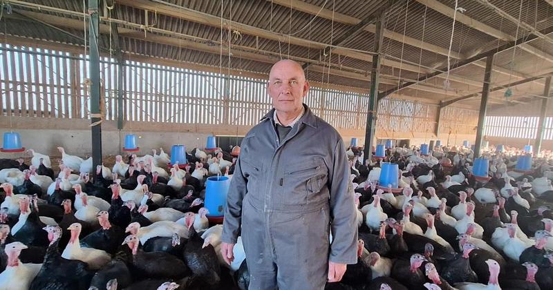 Worried turkey producer cancels break as bird flu cases rise ahead of Christmas Worried turkey producer cancels break as bird flu cases rise ahead of Christmas