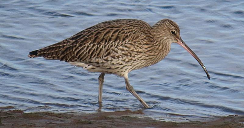 'Beautiful' red-listed bird pictured on beach in north Norfolk