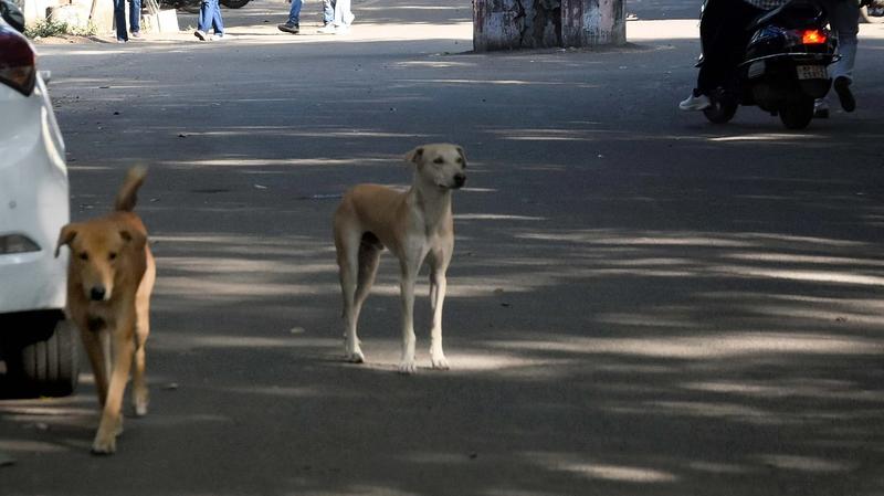 SC's Stray Dog Directive Sparks Concern Over ABC Programme & Student-Animal Bonds