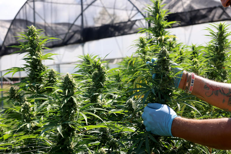 Trump’s ‘hemp ban’ shut down backdoor legal weed — and the pot industry is howling Trump’s ‘hemp ban’ shut down backdoor legal weed — and the pot industry is howling