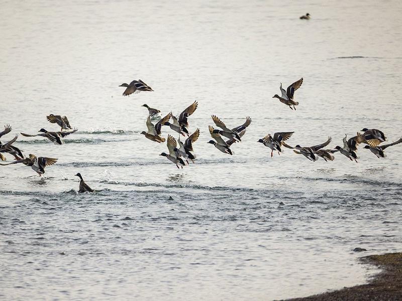 On the Road: Birds on the water