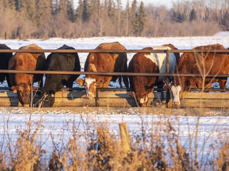Jamie Sarkonak: It's not just the ostriches. Cattle farmers rail against CFIA incompetence