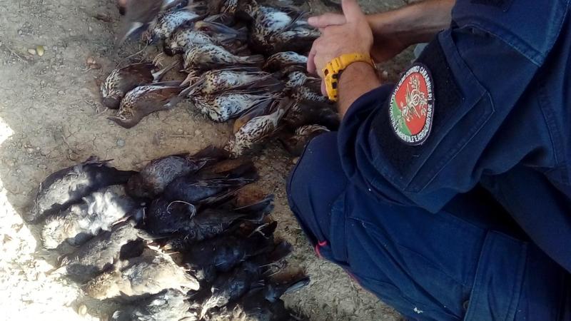 Bracconaggio, operazione ‘Pettirosso’: 135 persone denunciate fra Bergamo, Brescia e Mantova