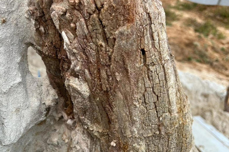 Ученые Санкт-Петербурга раскопали одно из первых деревьев на Земле