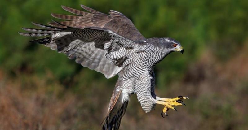 How to spot the 'very rare' raptor making a comeback to Norfolk How to spot the 'very rare' raptor making a comeback to Norfolk