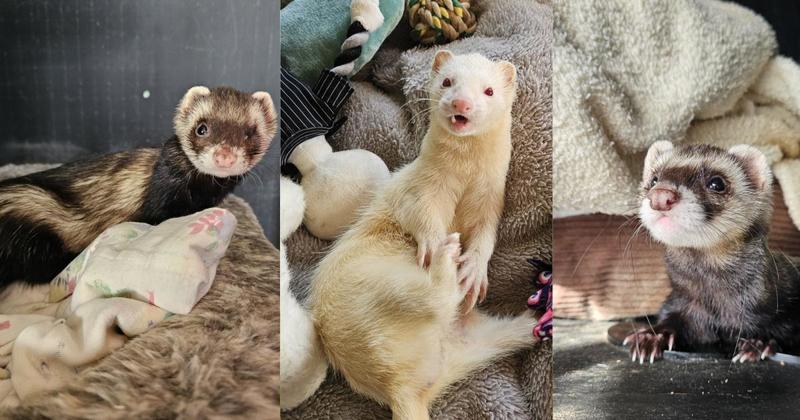 Three 'playful' ferrets hoping to find new homes for Christmas Three 'playful' ferrets hoping to find new homes for Christmas