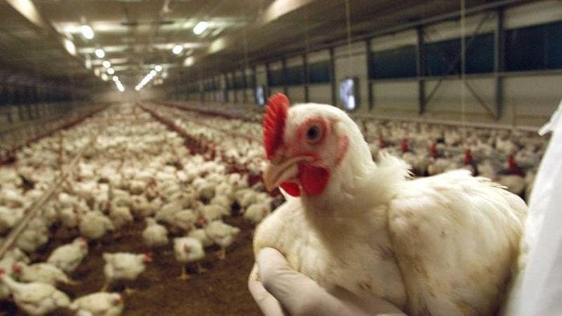 Aviaria, virus a Fontanella. Prevenzione in 34 Comuni Aviaria, virus a Fontanella. Prevenzione in 34 Comuni