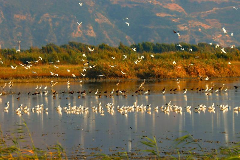 Avrupa kedilerimizi kıskanıyor!