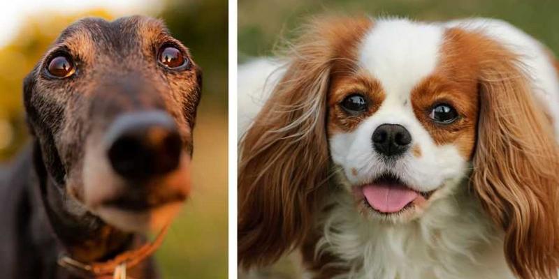 Looking for a quiet dog? Experts say these 16 breeds have the fewest barks.