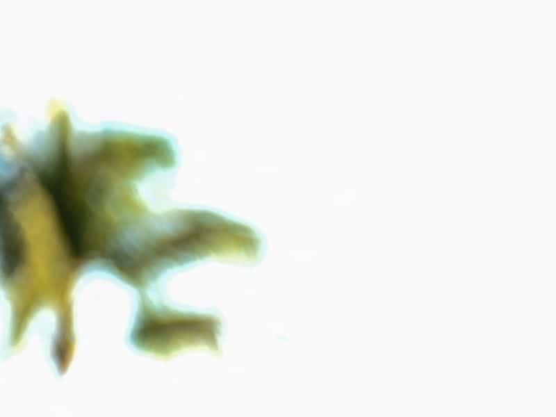 Le scandale de la «femme MAGA» Le scandale de la «femme MAGA»