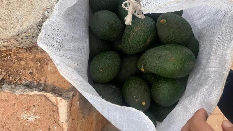 Aguacates descafeinados