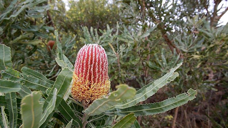 Felling trees for vistas is a strange point of view