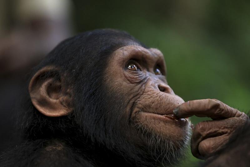 AI Thinks It’s Smart. Chimps May Beg to Differ.