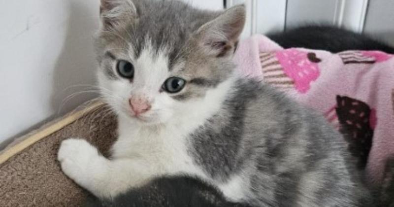 Four kittens up for adoption at rescue centre Four kittens up for adoption at rescue centre