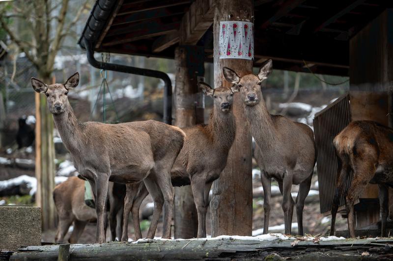 Die Schliessung des Hirschparks Luzern ist falsch
