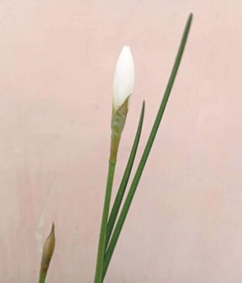 GARDENING: THE WHITE ALBUM