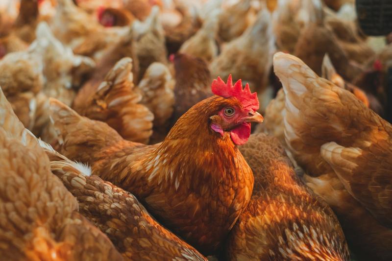 Pourquoi le XXIe siècle sera « le siècle des animaux »