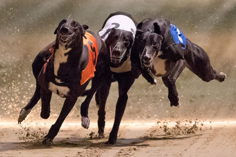 To the dogs / Greyhound racing is on its last lap To the dogs / Greyhound racing is on its last lap