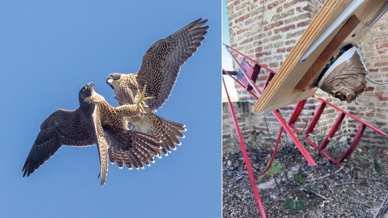 Si arrampica sul campanile e distrugge la webcam dei falchi pellegrini di ‘Federico II’