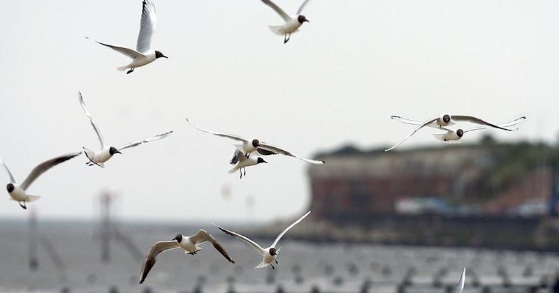 Give gulls a gob-full if you want to scare them off, say scientists