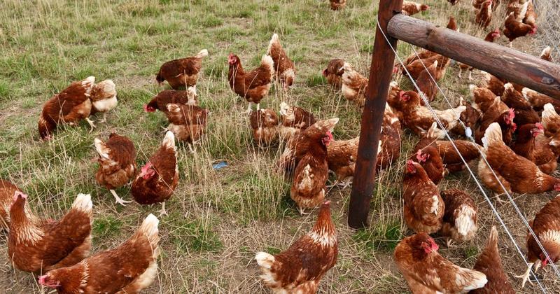 Two more cases of bird flu confirmed in Norfolk as outbreak grows Two more cases of bird flu confirmed in Norfolk as outbreak grows