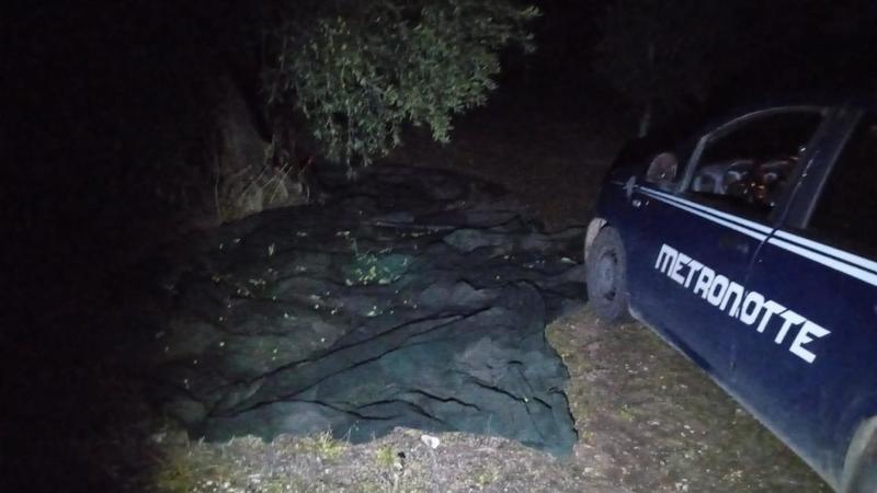 Sventato furto di olive in contrada Alfieri Sventato furto di olive in contrada Alfieri