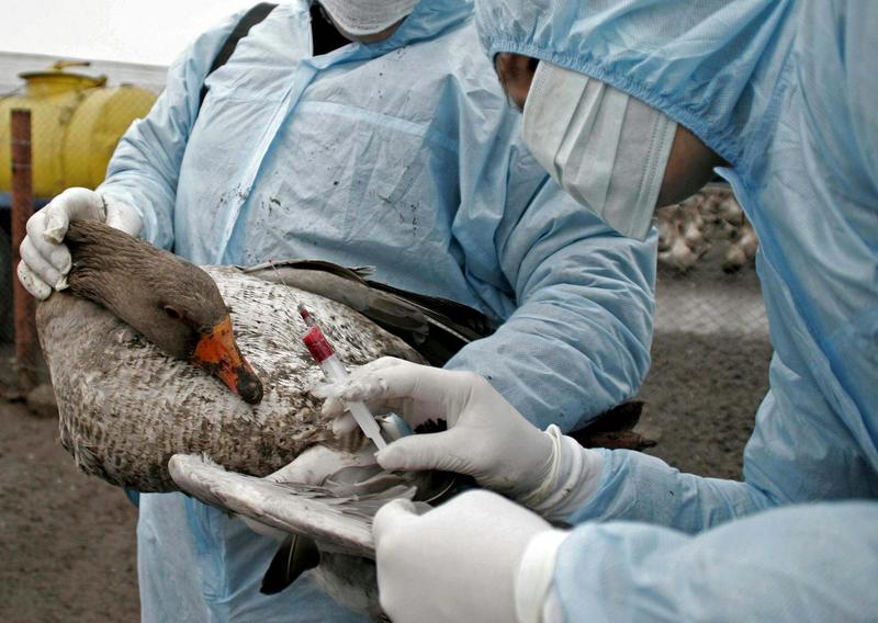 H5N1 bird flu cases spike in Europe. How worried should we be?