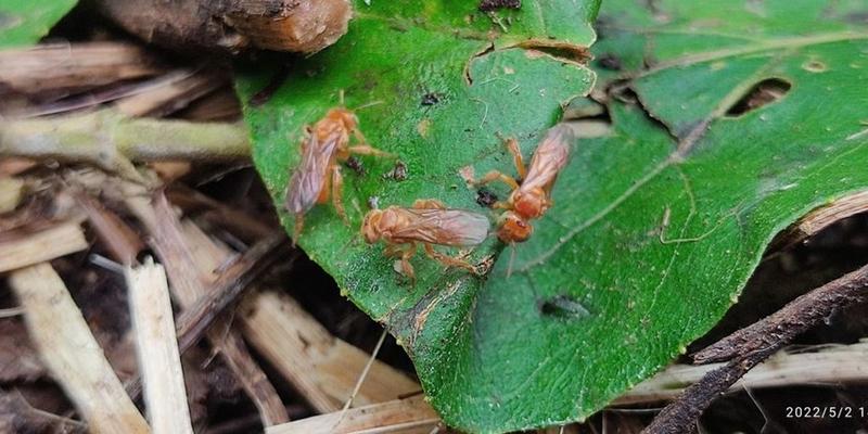 At COP30, I’ll Speak for the Bees