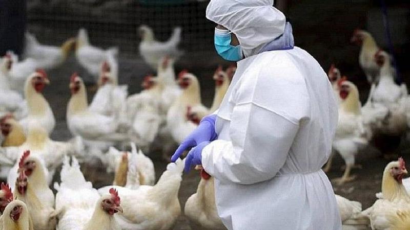 Influenza aviaria, focolaio a Olgiate Olona: chiuso un allevamento di galline