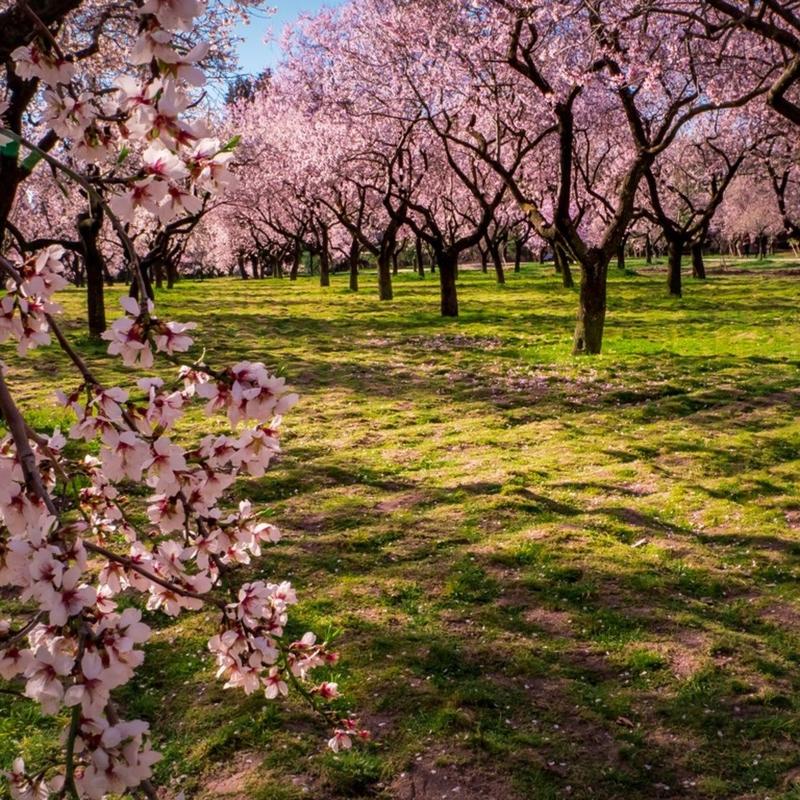 Almond orchards shrink as Californian imports flood India Almond orchards shrink as Californian imports flood India