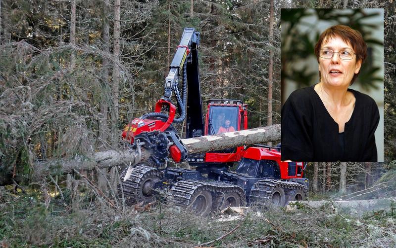 Politiikka | Lukijalta: Metsistä ja ilmastosta puhuttaessa tulisi keskustella asioista eikä siitä, kuka saa puhua