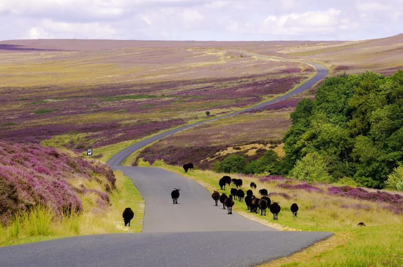 Walking through the North York Moors National Park – a place of adventure, conservation and healing