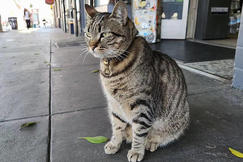 Morte de gato atropelado por um robotáxi comove toda uma comunidade nos EUA