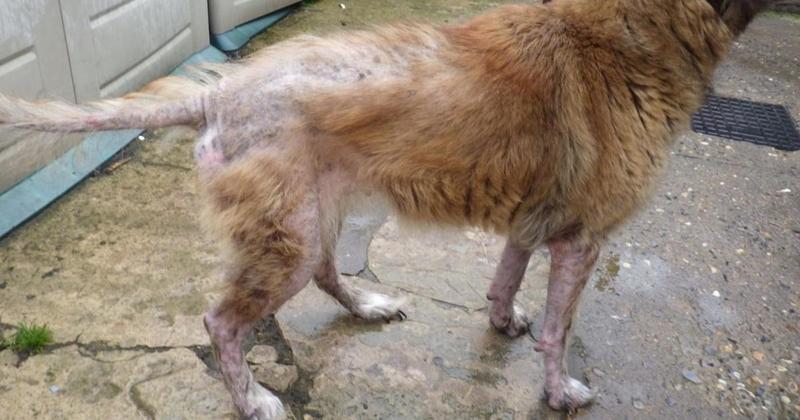 Pair banned from keeping animals after letting dog suffer from chronic skin disease