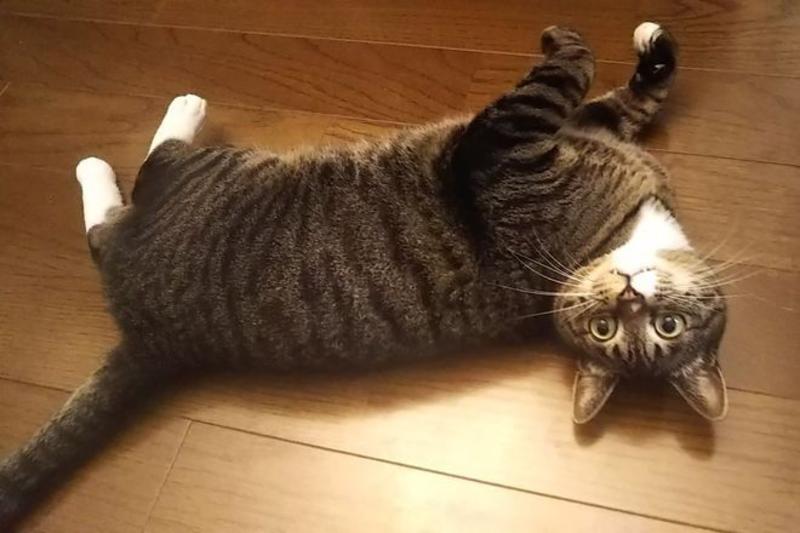 VOX POPULI: What artists and writers reveal about the pull cats have on us