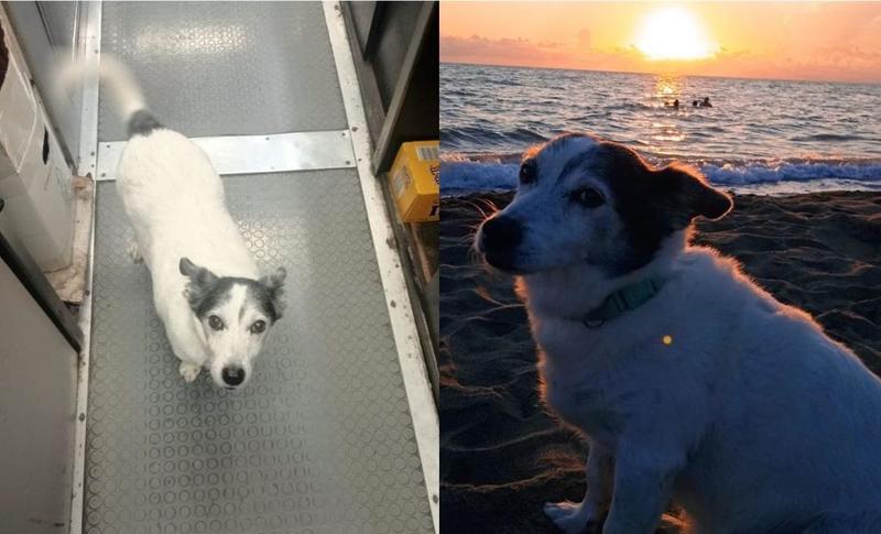 Proprietario morto un mese fa, il cane va ogni giorno al bar che frequentavano insieme