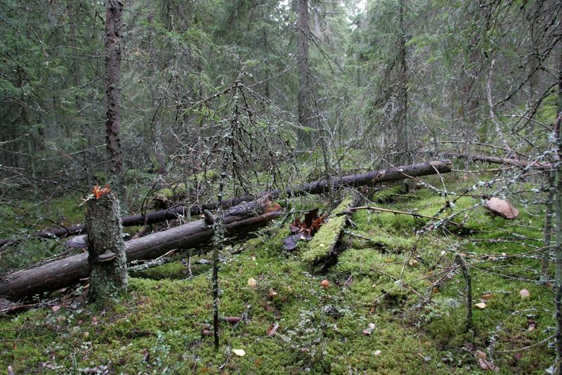 Ympäristö | Yliö: Vahva ja luotettava luonnonarvomarkkina hyödyttää sekä luontoa että maanomistajia