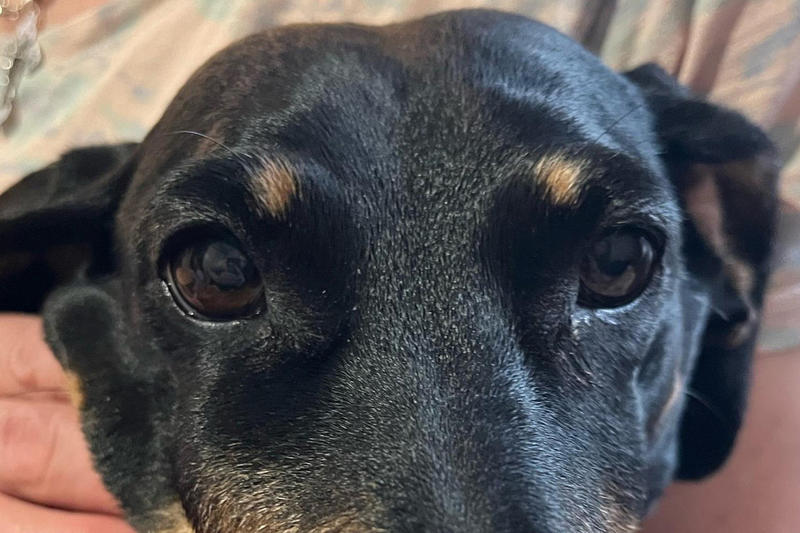 Суд в Нижнем Новгороде приговорил слепую полуглухую таксу к выселению из квартиры