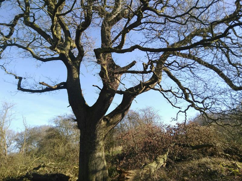 What do trees remember? Our research reveals trauma and hope hidden in their memories What do trees remember? Our research reveals trauma and hope hidden in their memories