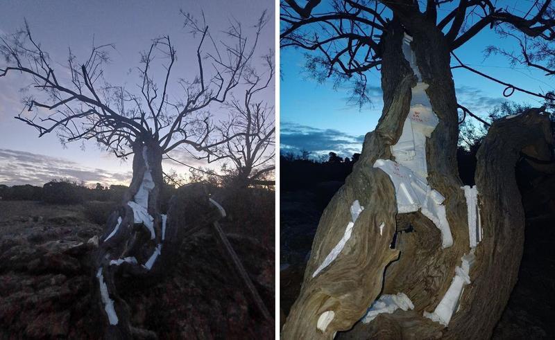 Livorno, la Tamerice di Fattori ferita dai vandali: ecco che cosa hanno fatto