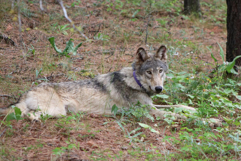 New wolf pack found in California as numbers continue to rise