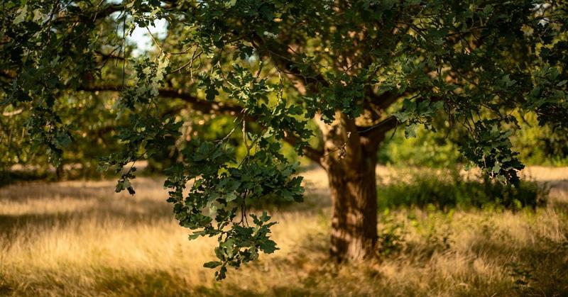 How I Found Flow by Climbing a Tree