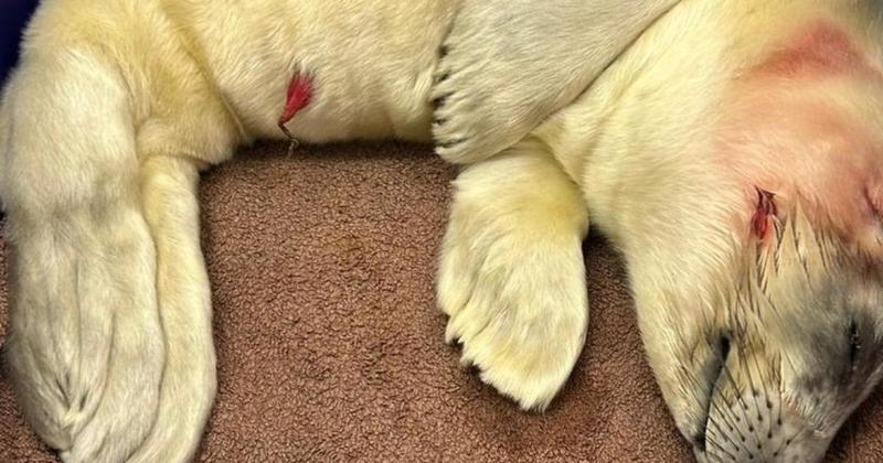 Seal pup found bloodied and abandoned after suspected dog attack