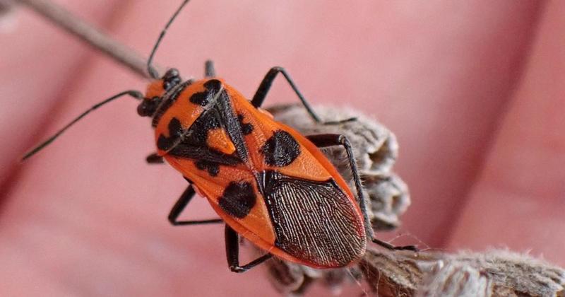 Unusual 'cinnamon' bug spotted in city Unusual 'cinnamon' bug spotted in city