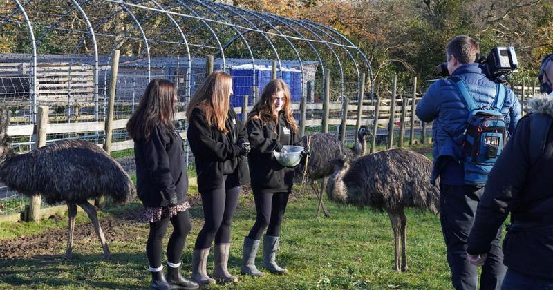 Baby emu becomes TV star as matchmaking mission turns to national fame Baby emu becomes TV star as matchmaking mission turns to national fame