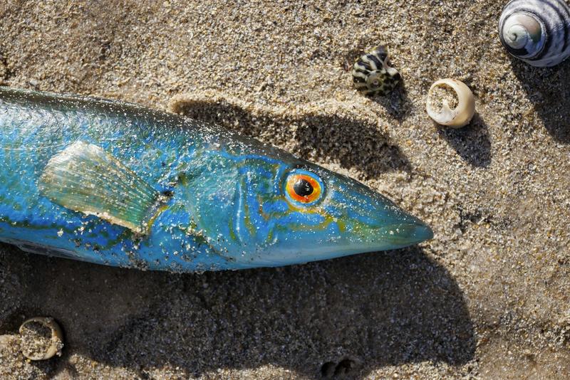 Australia’s algal bloom catastrophe has left more than 87,000 animals dead. What will happen this summer? Australia’s algal bloom catastrophe has left more than 87,000 animals dead. What will happen this summer?