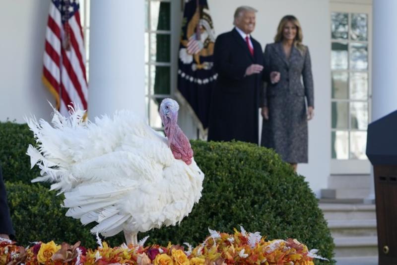Thanksgiving Fake News