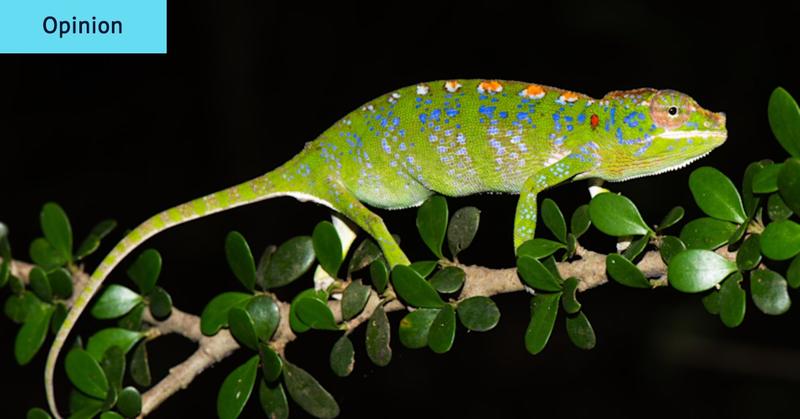 What Australia’s political chameleons can learn from this Madagascan reptile