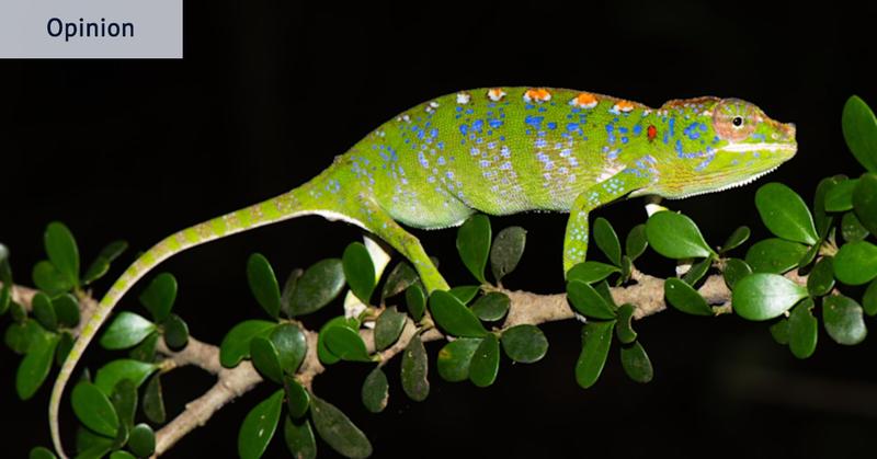 What Australia’s political chameleons can learn from this Madagascan reptile